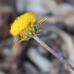 Coronidium oxylepis subsp. lanatum at Hackett, ACT - 17 May 2020