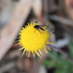 Coronidium oxylepis subsp. lanatum at Hackett, ACT - 17 May 2020