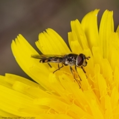 Melangyna viridiceps (Hover fly) at Molonglo River Reserve - 22 May 2020 by Roger