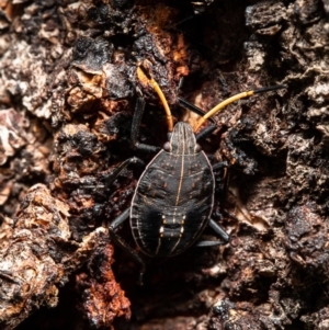 Theseus modestus at Molonglo River Reserve - 22 May 2020