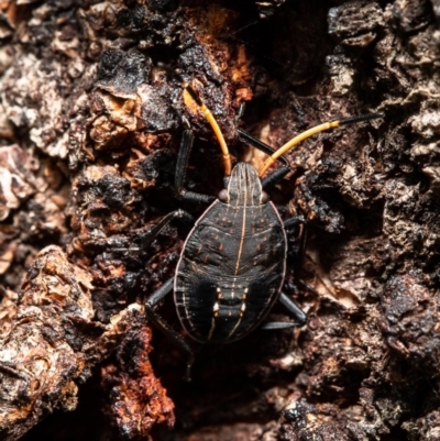 Theseus modestus (Gum tree shield bug) at Molonglo River Reserve - 22 May 2020 by Roger