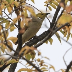 Ptilotula penicillata (White-plumed Honeyeater) at Belconnen, ACT - 20 May 2020 by Alison Milton