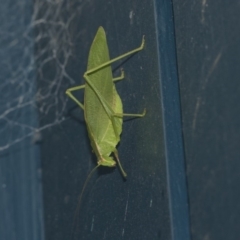 Caedicia simplex (Common Garden Katydid) at Higgins, ACT - 20 May 2020 by AlisonMilton