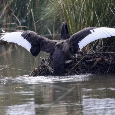 Cygnus atratus (Black Swan) at Lake Ginninderra - 20 May 2020 by AlisonMilton
