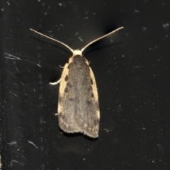 Hoplostega ochroma (a Eulechria Group moth) at Higgins, ACT - 20 May 2020 by AlisonMilton