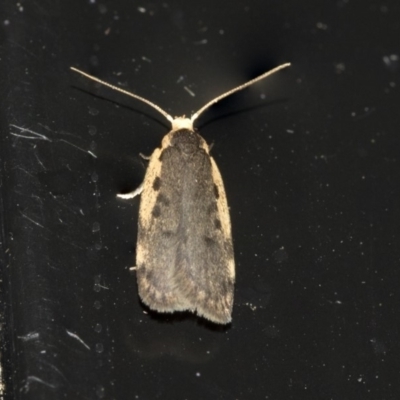 Hoplostega ochroma (a Eulechria Group moth) at Higgins, ACT - 20 May 2020 by AlisonMilton