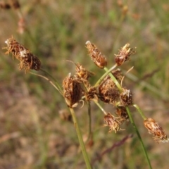 Fimbristylis dichotoma (A Sedge) at Umbagong District Park - 28 Mar 2020 by pinnaCLE