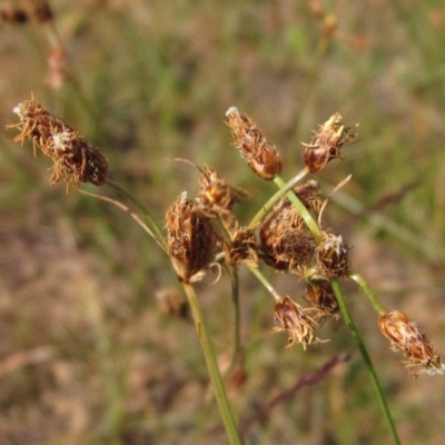 Fimbristylis dichotoma (A Sedge) at Macgregor, ACT - 28 Mar 2020 by pinnaCLE