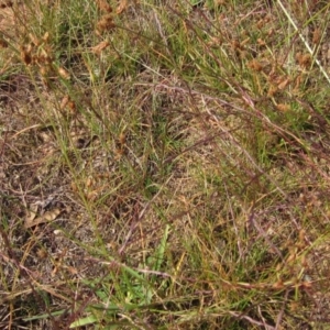 Fimbristylis dichotoma at Macgregor, ACT - 28 Mar 2020