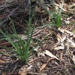 Eryngium ovinum at Latham, ACT - 22 Mar 2020