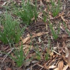 Eryngium ovinum at Latham, ACT - 22 Mar 2020