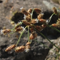 Fimbristylis dichotoma (A Sedge) at Umbagong District Park - 22 Mar 2020 by pinnaCLE