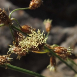 Fimbristylis dichotoma at Latham, ACT - 22 Mar 2020