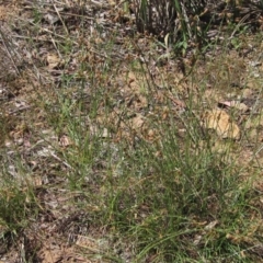 Fimbristylis dichotoma at Latham, ACT - 22 Mar 2020