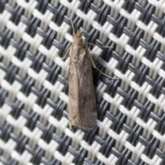 Achyra affinitalis (Cotton Web Spinner, Pyraustinae) at Higgins, ACT - 21 May 2020 by AlisonMilton