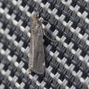 Achyra affinitalis at Higgins, ACT - 21 May 2020 12:00 PM