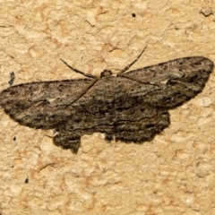 Ectropis excursaria (Common Bark Moth) at Higgins, ACT - 20 May 2020 by AlisonMilton