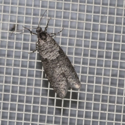 Lepidoscia (genus) ADULT (A Case moth) at Higgins, ACT - 20 May 2020 by AlisonMilton