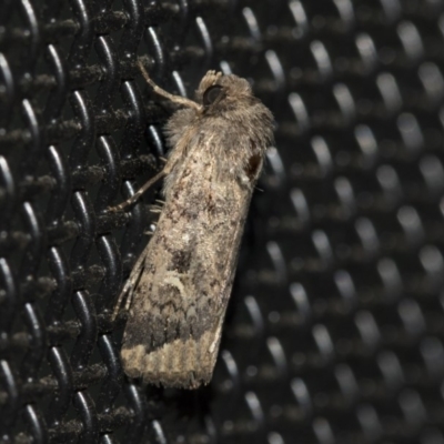 Proteuxoa bistrigula (An Owlet Moth) at Higgins, ACT - 20 May 2020 by AlisonMilton