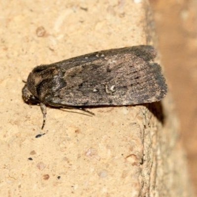 Proteuxoa (genus) (A Noctuid moth) at Higgins, ACT - 20 May 2020 by AlisonMilton