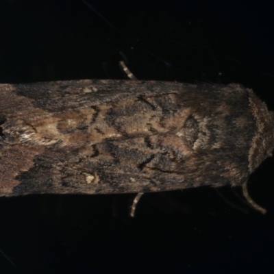 Proteuxoa bistrigula (An Owlet Moth) at Ainslie, ACT - 22 May 2020 by jb2602