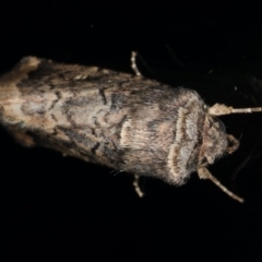 Proteuxoa bistrigula at Ainslie, ACT - 22 May 2020 08:58 PM
