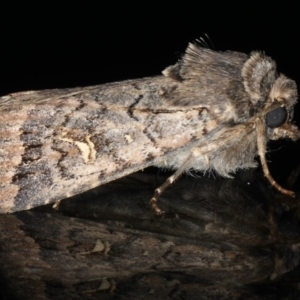 Proteuxoa bistrigula at Ainslie, ACT - 22 May 2020 08:58 PM