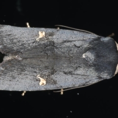 Proteuxoa cinereicollis (A noctuid or owlet moth) at Ainslie, ACT - 22 May 2020 by jbromilow50