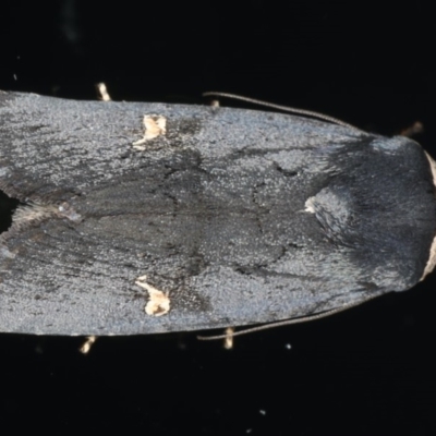 Proteuxoa cinereicollis (A noctuid or owlet moth) at Ainslie, ACT - 22 May 2020 by jbromilow50