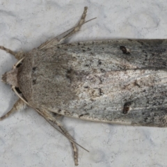 Proteuxoa hypochalchis (Black-bar Noctuid) at Ainslie, ACT - 22 May 2020 by jbromilow50