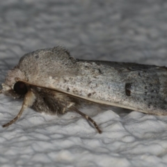 Proteuxoa hypochalchis at Ainslie, ACT - 22 May 2020