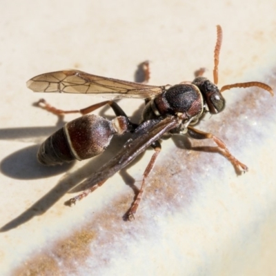 Ropalidia plebeiana (Small brown paper wasp) at Higgins, ACT - 19 May 2020 by AlisonMilton