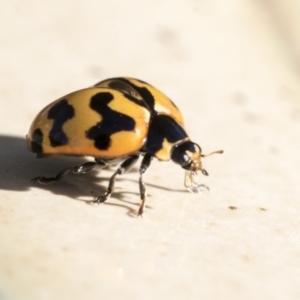 Coccinella transversalis at Higgins, ACT - 19 May 2020