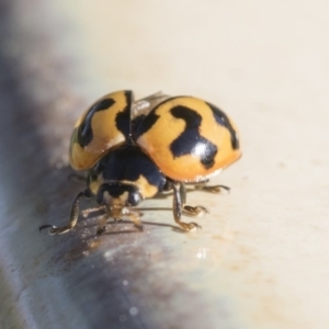 Coccinella transversalis at Higgins, ACT - 19 May 2020