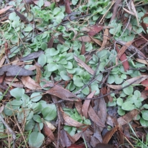 Diplodium sp. at Latham, ACT - suppressed