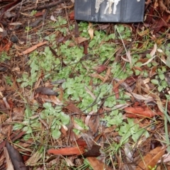 Diplodium sp. at Latham, ACT - suppressed