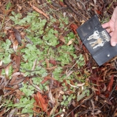 Diplodium sp. at Latham, ACT - suppressed