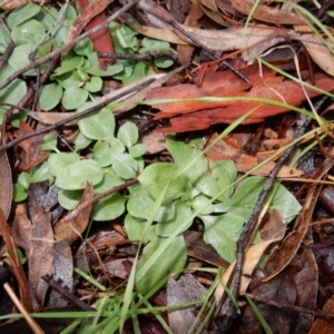 Diplodium sp. at Latham, ACT - suppressed