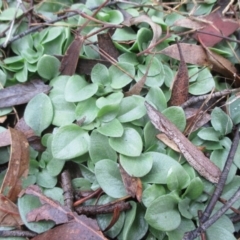 Diplodium sp. at Latham, ACT - suppressed