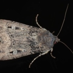 Agrotis infusa (Bogong Moth, Common Cutworm) at Ainslie, ACT - 22 May 2020 by jbromilow50