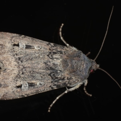 Agrotis infusa (Bogong Moth, Common Cutworm) at Ainslie, ACT - 22 May 2020 by jb2602