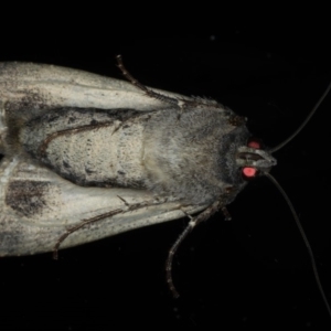 Agrotis infusa at Ainslie, ACT - 22 May 2020