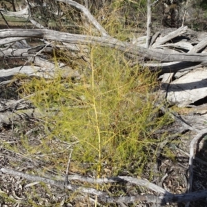 Asparagus officinalis at Campbell, ACT - 17 May 2020 01:56 PM