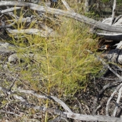 Asparagus officinalis at Campbell, ACT - 17 May 2020 01:56 PM