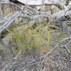 Asparagus officinalis at Campbell, ACT - 17 May 2020