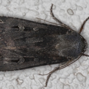 Agrotis infusa at Ainslie, ACT - 22 May 2020