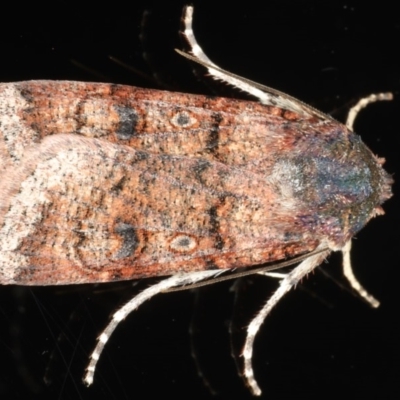 Agrotis porphyricollis (Variable Cutworm) at Ainslie, ACT - 22 May 2020 by jbromilow50