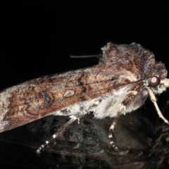 Agrotis porphyricollis at Ainslie, ACT - 22 May 2020