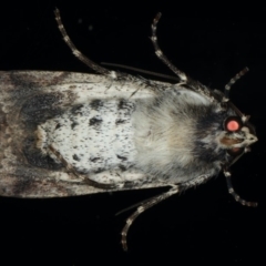 Agrotis porphyricollis at Ainslie, ACT - 22 May 2020