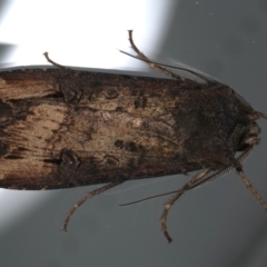 Agrotis infusa (Bogong Moth, Common Cutworm) at Ainslie, ACT - 22 May 2020 by jb2602